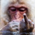 VIDEO: “F*ck you, you c*cksucker” – Angry zookeeper swears at misbehaving monkey on live TV