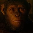 Video: The honest trailer for Dawn Of The Planet of the Apes is very, very funny