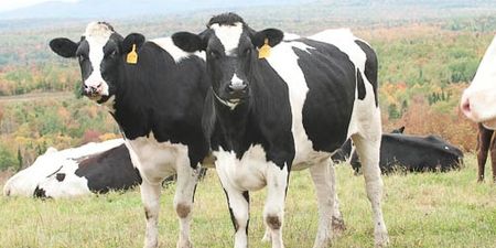BSE cow in County Louth ‘was an isolated case’ – no other cows affected