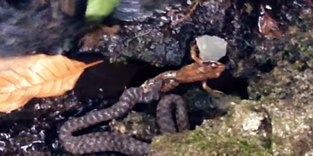 Video: This badass frog refused to be eaten alive by a hungry snake (NSFW)