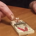 Video: Mousetrap Jenga looks like one very painful pastime