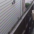 Video: World’s worst delivery man throws this package over the gate before peeing on the house