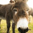 Donkey with horrific head injuries rescued by the ISPCA (Warning: Graphic Images)