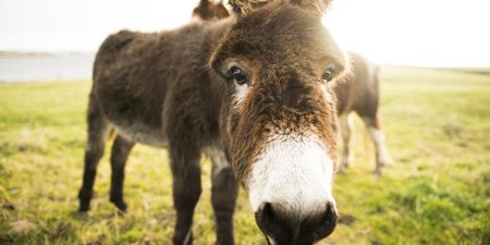 Donkey with horrific head injuries rescued by the ISPCA (Warning: Graphic Images)