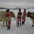Video: Just some Swedish women in their underwear skiing with cows