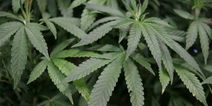 Drug laws make “criminals out of decent people,” warns Green Party in call to decriminalise cannabis