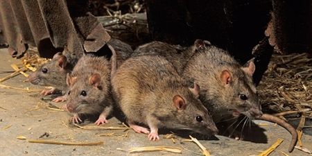 PICS: Rats break into ATM, chew up over €15,000 worth of notes