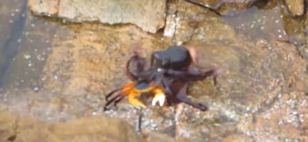 Video: An octopus that’s fighting a crab narrated by a cursing Australian man is just great
