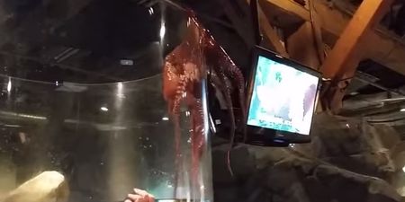 Watch: An octopus tries to escape its tank in Seattle, briefly terrifies children
