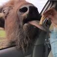 Video: We really want all Irish farm animals to be just like this funny buffalo