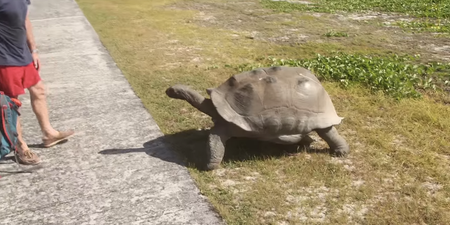 Video: Reporter gets slowly chased by an angry & horny giant tortoise