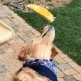 Video: This golden retriever is hilariously terrible at trying to catch food