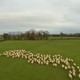 Video: A farmer in Carlow used a drone to herd his sheep and it worked unbelievably well