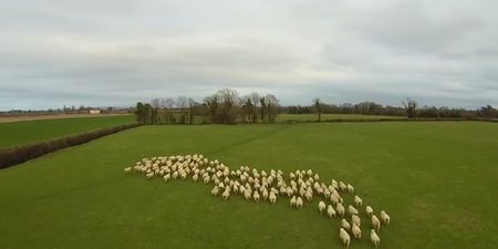 Video: A farmer in Carlow used a drone to herd his sheep and it worked unbelievably well