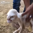 Video: This Russian lamb born with a human face is absolutely terrifying