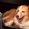 Vine: Chilled dog drumming along to Seven Nation Army is the best Vine you’ll see today