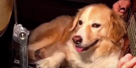 Vine: Chilled dog drumming along to Seven Nation Army is the best Vine you’ll see today