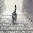 Why this picture of a cat walking on a stairs is driving the internet crazy
