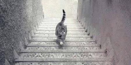 Why this picture of a cat walking on a stairs is driving the internet crazy