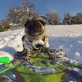 Video: Pug Life! This is the most badass dog you’ll see anywhere today
