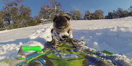 Video: Pug Life! This is the most badass dog you’ll see anywhere today