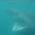 Video: A guy kayaking in Dingle gets within touching distance of a huge basking shark