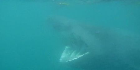 Video: A guy kayaking in Dingle gets within touching distance of a huge basking shark