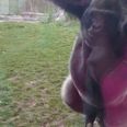 Video: Terrifying moment an angry gorilla lunges at family & breaks reinforced glass in its zoo enclosure
