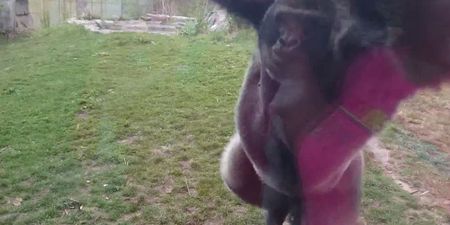 Video: Terrifying moment an angry gorilla lunges at family & breaks reinforced glass in its zoo enclosure