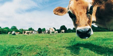 Suspected case of BSE in County Louth