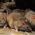 Dublin GAA club forced to suspend all matches at local park due to rat problem