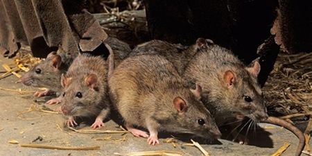 Dublin GAA club forced to suspend all matches at local park due to rat problem