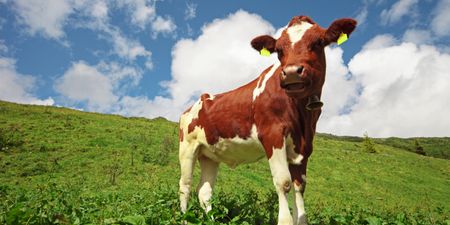 Pic: Ireland might be home to the world’s smallest cow