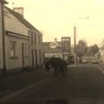 Video: Two rogue donkeys run amok in Cavan