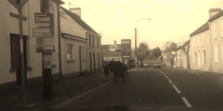 Video: Two rogue donkeys run amok in Cavan