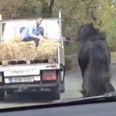 Video: Further hilarious proof of the unusual way they transport horses in Wexford