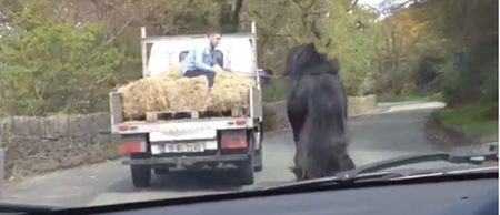 Video: Further hilarious proof of the unusual way they transport horses in Wexford