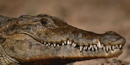 Pic: Ballsy crocodile locks on to man’s testicle in Australia (NSFW)