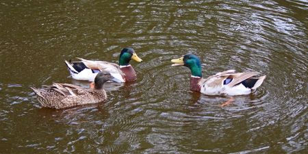 Bird flu has been discovered in a duck in Wexford