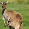 Pic: For some mad reason a Kangaroo was reportedly running wild in this Irish county