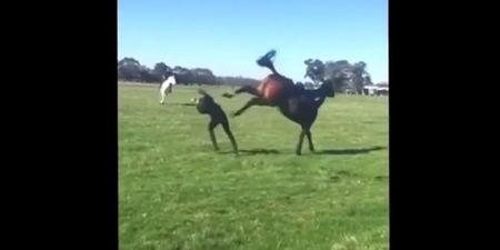 Video: Woman gets knocked out by a horse after a vicious kick to the head