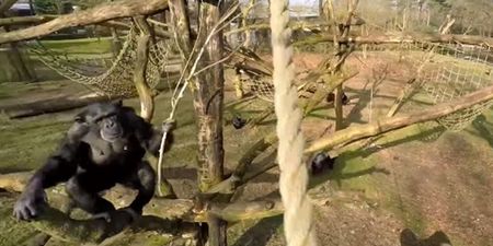Video: Chimp knocking a drone camera out of the sky with a stick