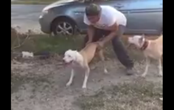 Video: Is this the most athletic dog in the world?