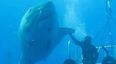 Video: This might be one of the largest Great White sharks ever caught on camera