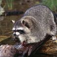 Pic: Just a raccoon surfing down a river on the back of an alligator