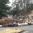 Video: This college probably has more goats than it does students