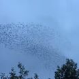 Video: A murmuration of starlings caught on camera in Carrick-on-Shannon