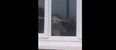 Video: Locked windows are no barrier to this Irish dog