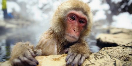 30 monkeys escape from a lab and are now roaming the streets