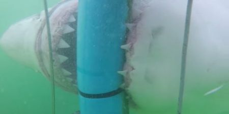 Video: This Great White Shark attack is way, WAY too close for comfort